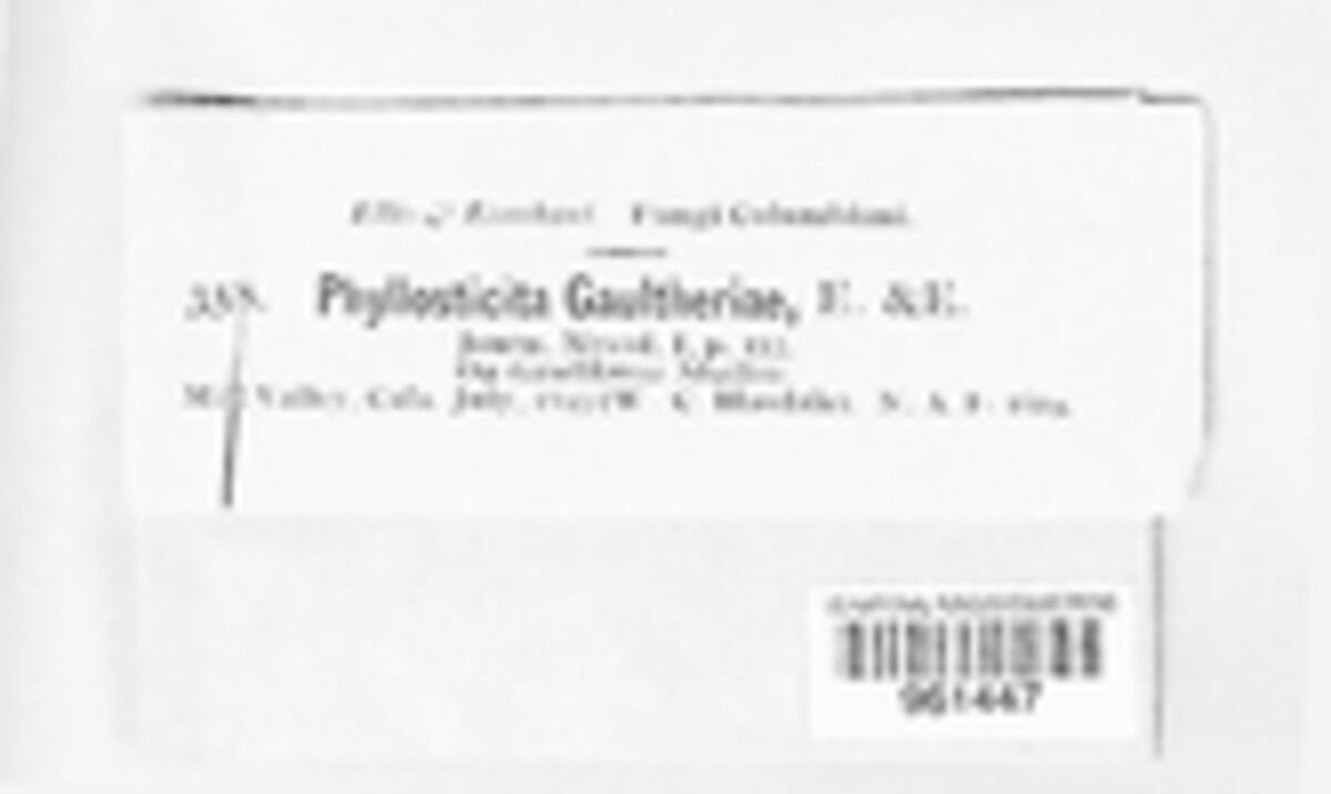 Phyllosticta gaultheriae image